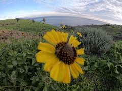Encelia palmeri