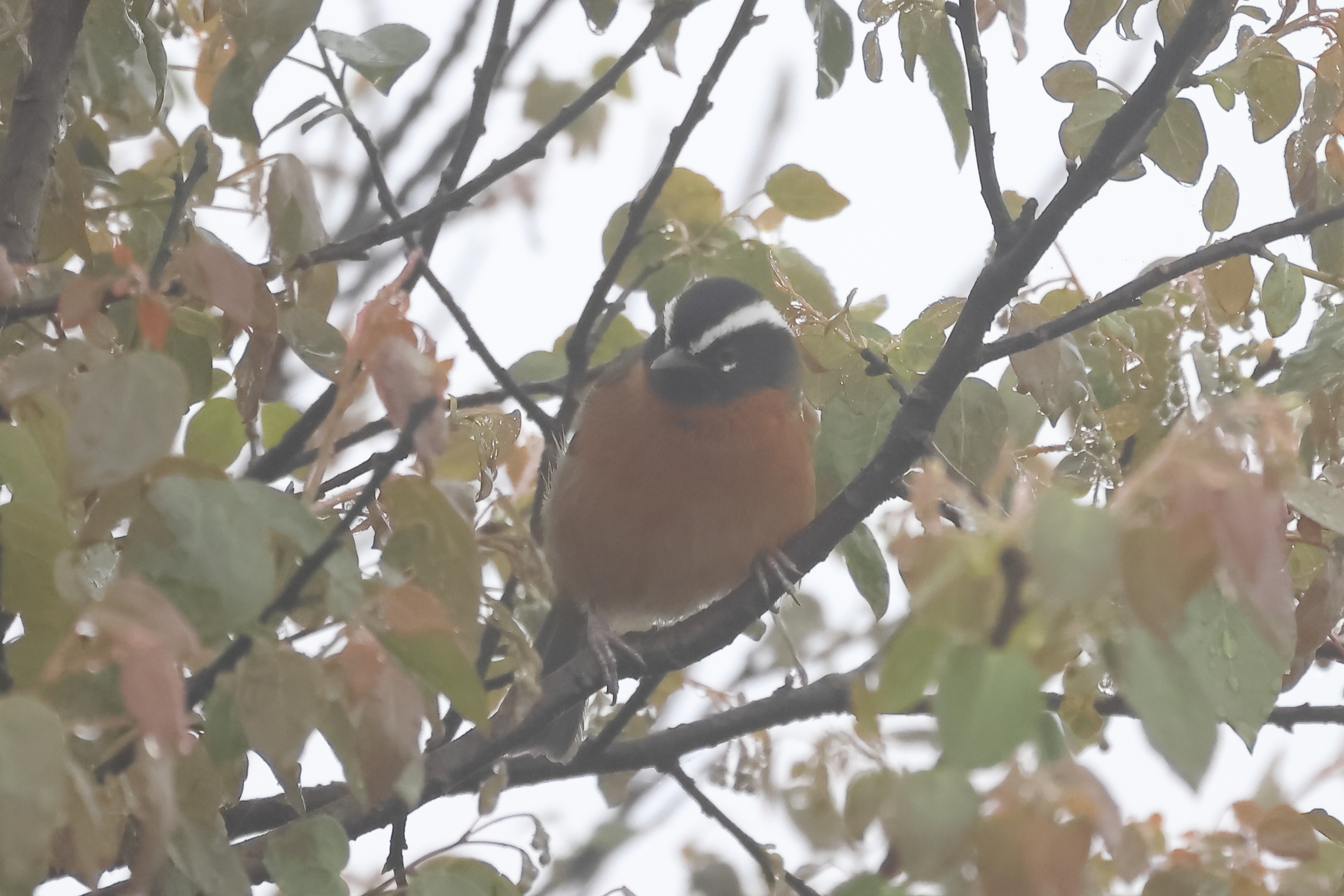 Black-eared Hemispingus (Sphenopsis melanotis), photo 4