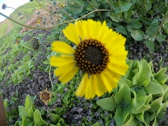 Encelia palmeri