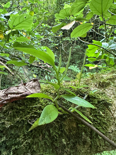 Peperomia oahuensis observed 2025-11-25