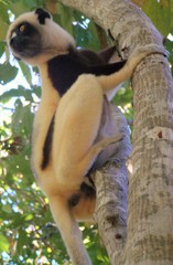 Propithecus coquereli