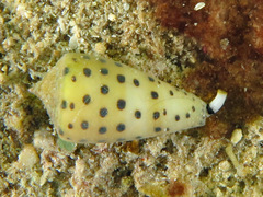 Conus eburneus