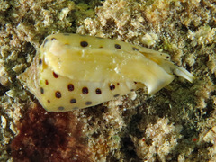 Conus eburneus