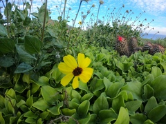 Encelia palmeri
