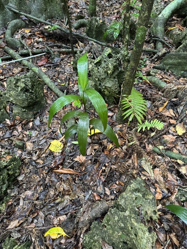 Corymborkis veratrifolia iNat (1)