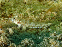 Diplogrammus goramensis
