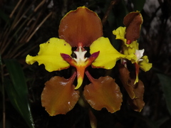 Cyrtochilum macranthum, photograph author not stated, no rights reserved