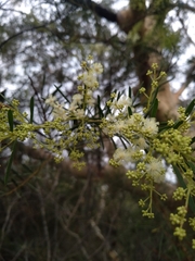 Acacia linifolia