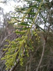 Acacia linifolia