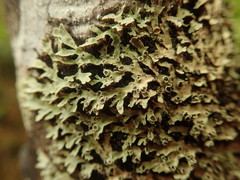 Pannaria xanthomelana