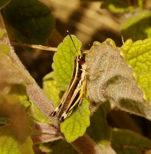 Common Macrotona photo 3