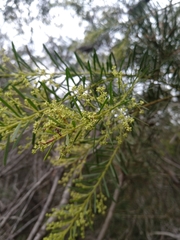Acacia linifolia