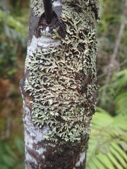 Pannaria xanthomelana