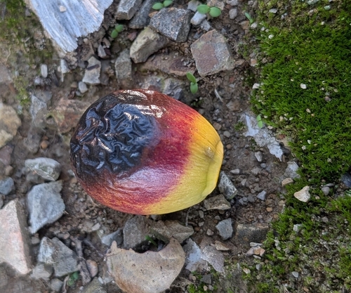 California Bay Laurel fruiting