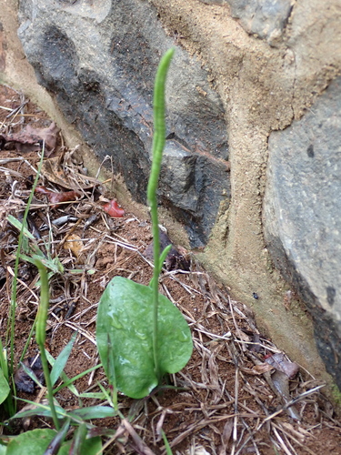 Ophioglossum reticulatum observed 2025-11-22