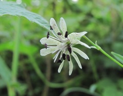 Microbotryum violaceum