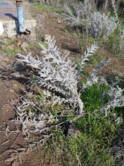 Echium glomeratum