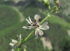 Microbotryum violaceum