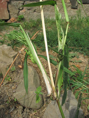 Ustilago trichophora