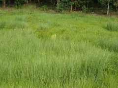 Eucomis pallidiflora