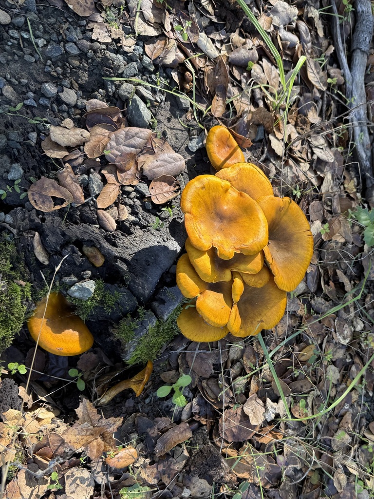 Omphalotus olivascens · November 2025 · photo: © lazarus (iNaturalist, cc-by)