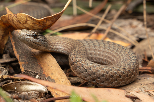Mustard-bellied Snake sighting