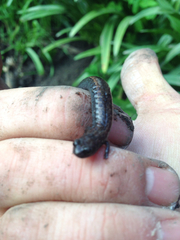 Batrachoseps gavilanensis