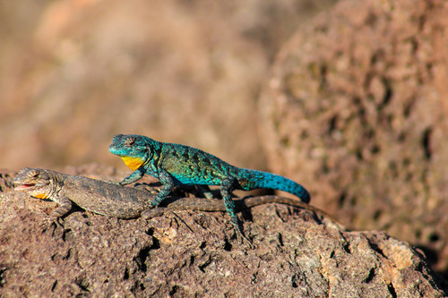 Ornate Tree Lizard, photo 2 of 8