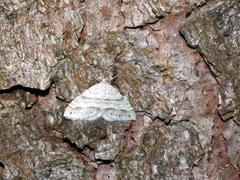 Perizoma parallelolineatum