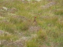 Lagopus lagopus scotica