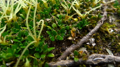 Coprosma perpusilla
