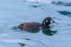 Histrionicus histrionicus