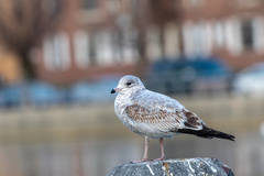 Larus delawarensis