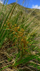 Aciphylla anomala
