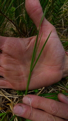 Aciphylla anomala