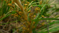 Aciphylla anomala