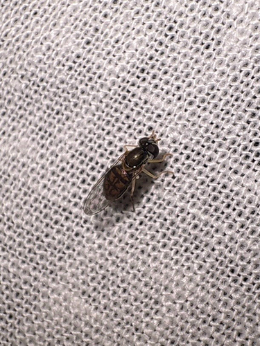 Unknown species found near Open Plain Dr, Pflugerville, TX, US