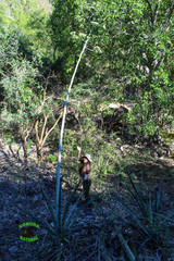 Agave angustifolia