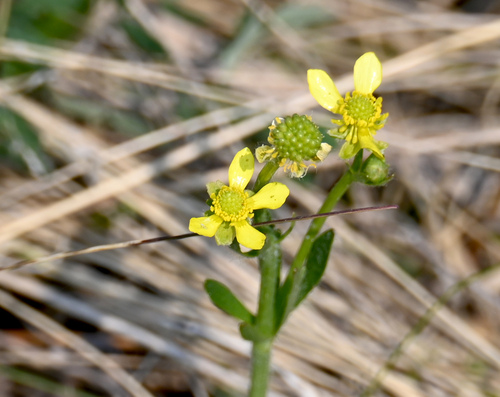 Prairie Buttercup (Ranunculus rhomboideus)