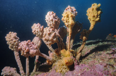 Pyura spinifera