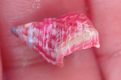 Micrelenchus purpureus