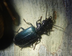Helluonidius cyanipennis