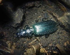 Helluonidius cyanipennis