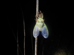 Macrotristria intersecta