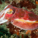 Reaper Cuttlefish - Photo (c) Erik Schlogl, some rights reserved (CC BY-NC), uploaded by Erik Schlogl