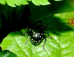 Otiorhynchus gemmatus