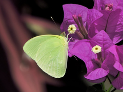 Aphrissa statira statira