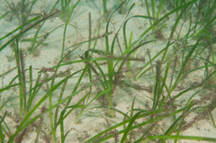 Zostera capricorni