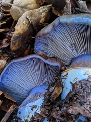 Cortinarius glaucopus