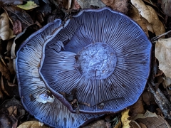 Cortinarius glaucopus